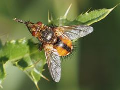 Tachina fera