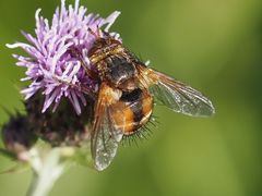 Tachina fera