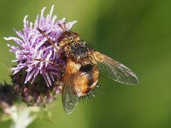 Tachina fera