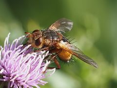 Tachina fera