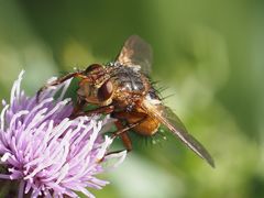 Tachina fera