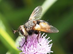 Tachina fera
