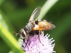 Tachina fera
