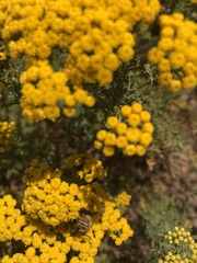 Oncosiphon suffruticosus