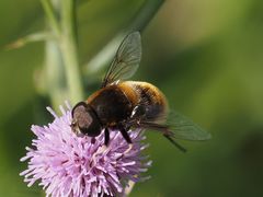 Eristalis intricaria