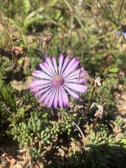 Lampranthus debilis