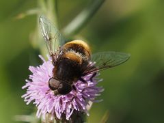 Eristalis intricaria