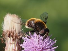 Eristalis intricaria