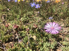 Lampranthus debilis