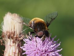 Eristalis intricaria