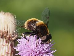 Eristalis intricaria