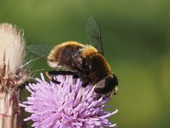 Eristalis intricaria