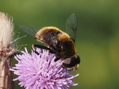 Eristalis intricaria