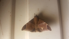 Ophisma nobilis