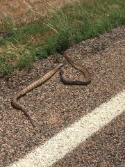 Aspidites melanocephalus