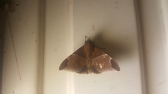 Ophisma nobilis