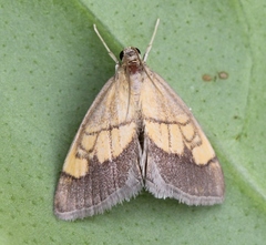 Evergestis limbata