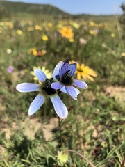 Ixia monadelpha