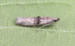 Nephopterix angustella