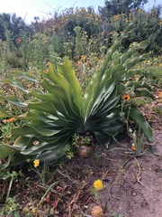 Boophone haemanthoides