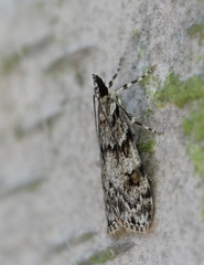 Scoparia basistrigalis