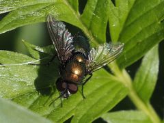 Lucilia
