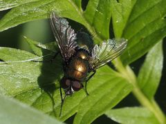 Lucilia