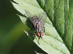 Sarcophagidae