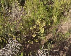 Hermannia salviifolia