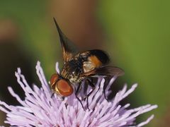 Ectophasia