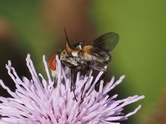 Ectophasia