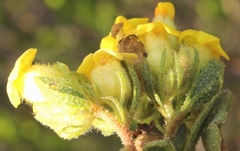 Hermannia salviifolia