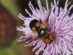 Ectophasia