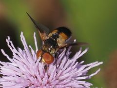 Ectophasia