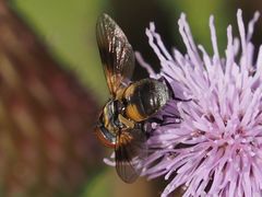 Ectophasia