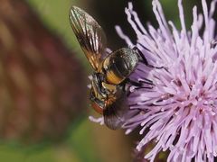 Ectophasia