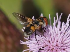 Ectophasia