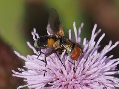 Ectophasia
