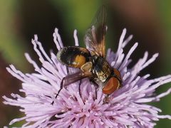 Ectophasia