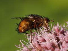 Tachina fera