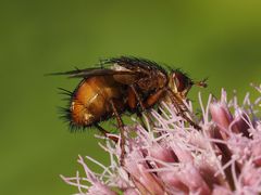 Tachina fera