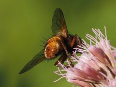 Tachina fera