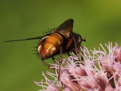 Tachina fera