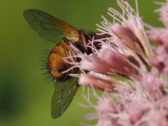 Tachina fera
