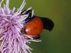 Sphecodes albilabris