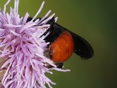 Sphecodes albilabris