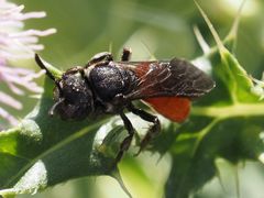 Sphecodes albilabris