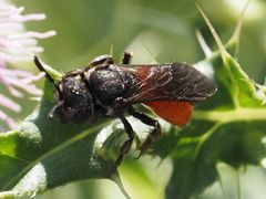 Sphecodes albilabris
