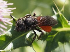 Sphecodes albilabris