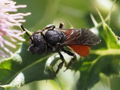 Sphecodes albilabris